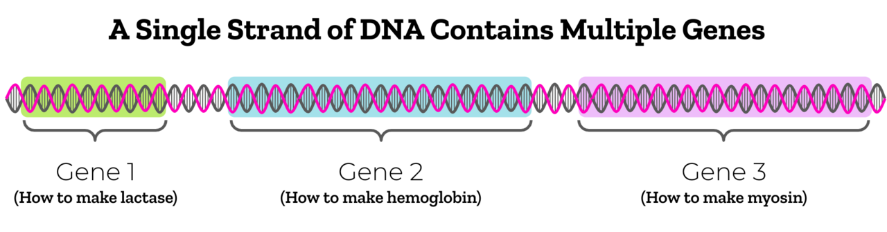 Flashcard : Expliquez pourquoi la loi d'assortiment indépendant de Mendel ne s'applique pas aux gènes liés (situés sur le même chromosome). Utilisez un schéma Mermaid pour illustrer votre réponse. — afficher la réponse