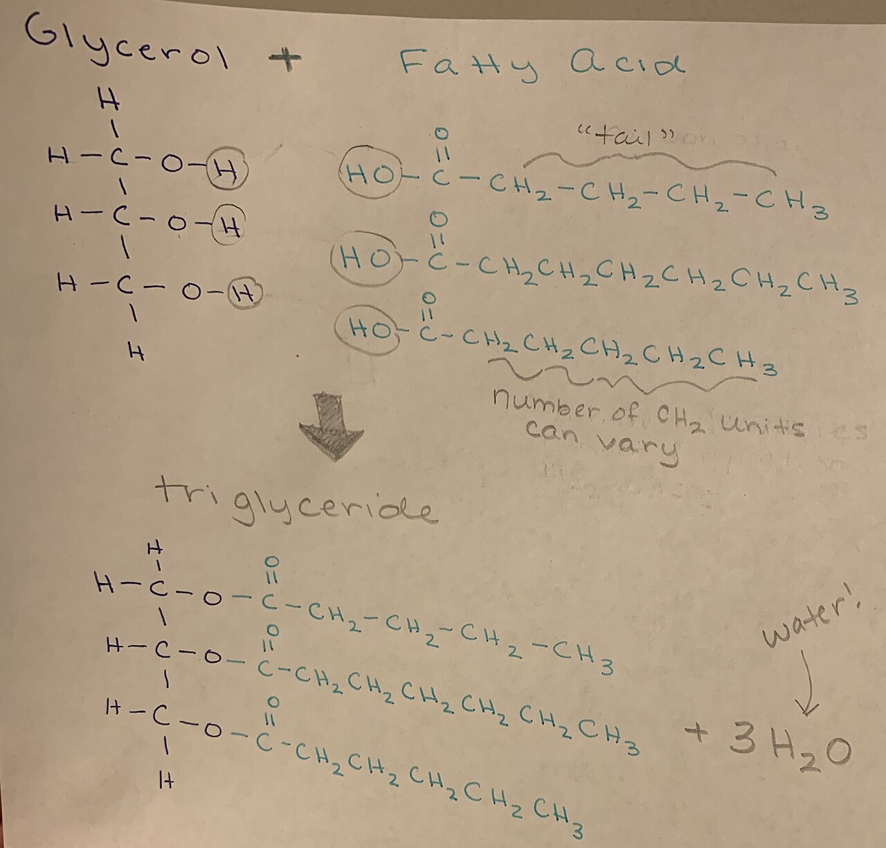 Texte à trous : Les {{1}} sont des lipides simples constitués d'un glycérol estérifié par trois acides gras. Leur principale fonction biologique est le {{2}} d'énergie, avec un rendement de 9 kcal/g, supérieur à celui des glucides (4 kcal/g). — afficher la réponse