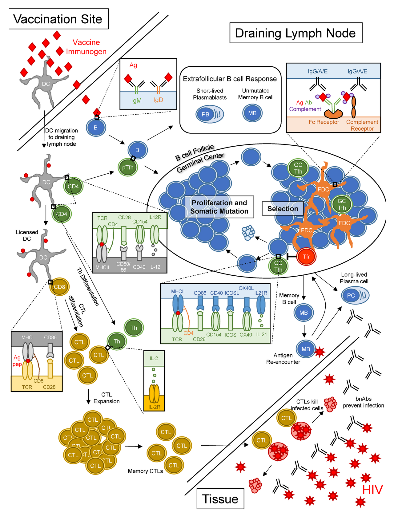 Texte à trous : La vaccination repose sur l’injection d’un {{1}} atténué pour activer les {{2}} B et T, qui produisent des {{3}} et des cellules mémoire. — afficher la réponse