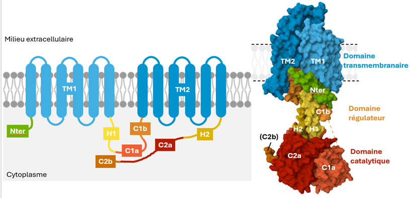 Texte à trous : Les enzymes sont des {{1}} qui catalysent des réactions biochimiques spécifiques. Par exemple, la {{2}} est extraite de l'ananas et utilisée pour attendrir la viande. — afficher la réponse