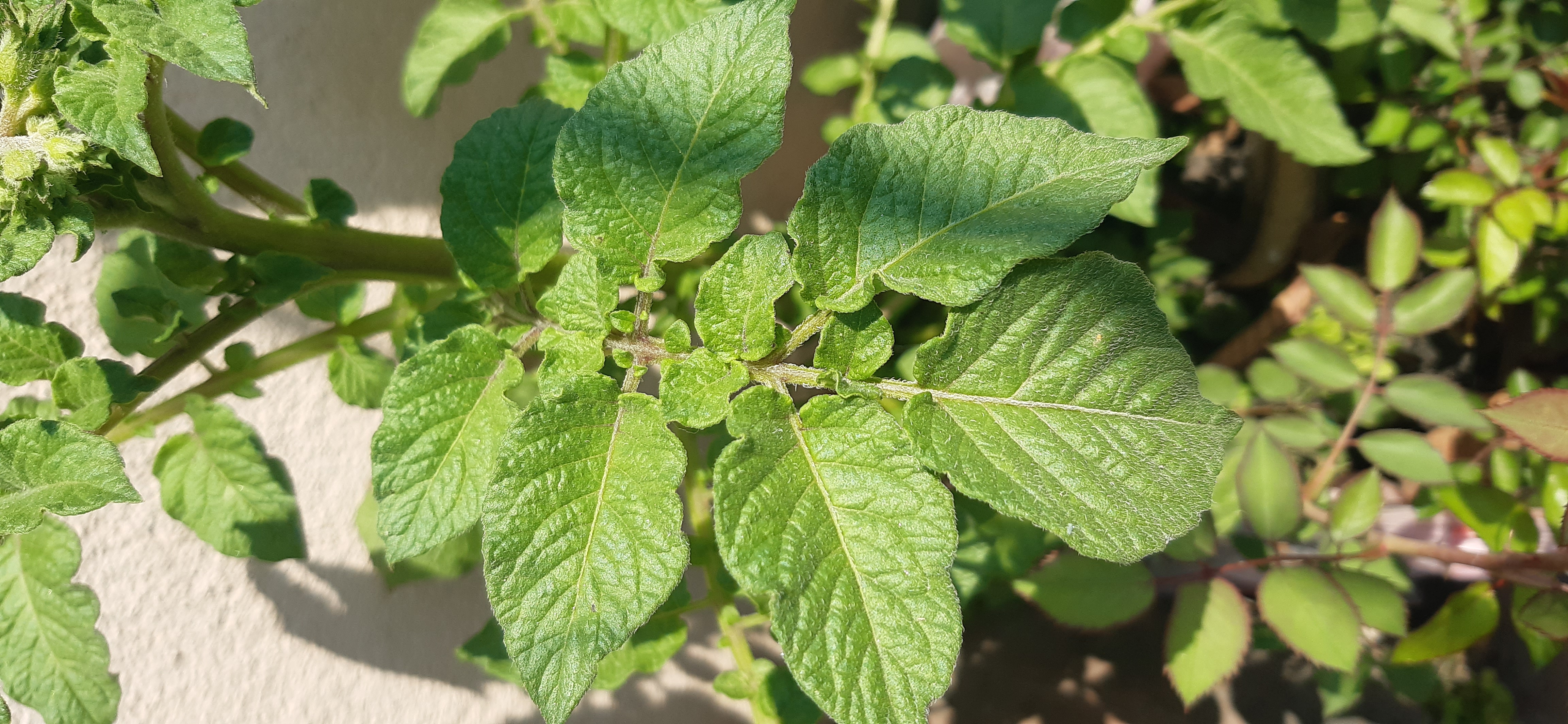 Flashcard : Dans une étude visant à évaluer l'impact d'un engrais sur la croissance des plants de tomates, quelles sont les variables indépendante et dépendante? Justifiez votre réponse en précisant leur rôle. — afficher la réponse