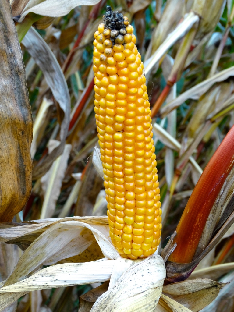 Texte à trous : Pour étudier l'effet d'un engrais sur la croissance des plants de maïs, on cultive deux groupes de plants dans des conditions identiques (même type de sol, même quantité d'eau, même ensoleillement). Seule la quantité d'engrais varie entre les groupes. Dans ce protocole, le type de sol, la quantité d'eau et l'ensoleillement sont des {{1}} car ils sont maintenus {{2}} pour éviter de biaiser les résultats. — afficher la réponse