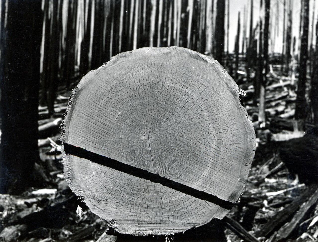 Texte à trous : Pour une charpente traditionnelle, le douglas est choisi pour sa résistance en {{1}} ({{2}} MPa) et sa durabilité naturelle. Le taux d'humidité idéal pour le bois en intérieur est de {{3}} % pour éviter une réduction de sa résistance mécanique. — afficher la réponse