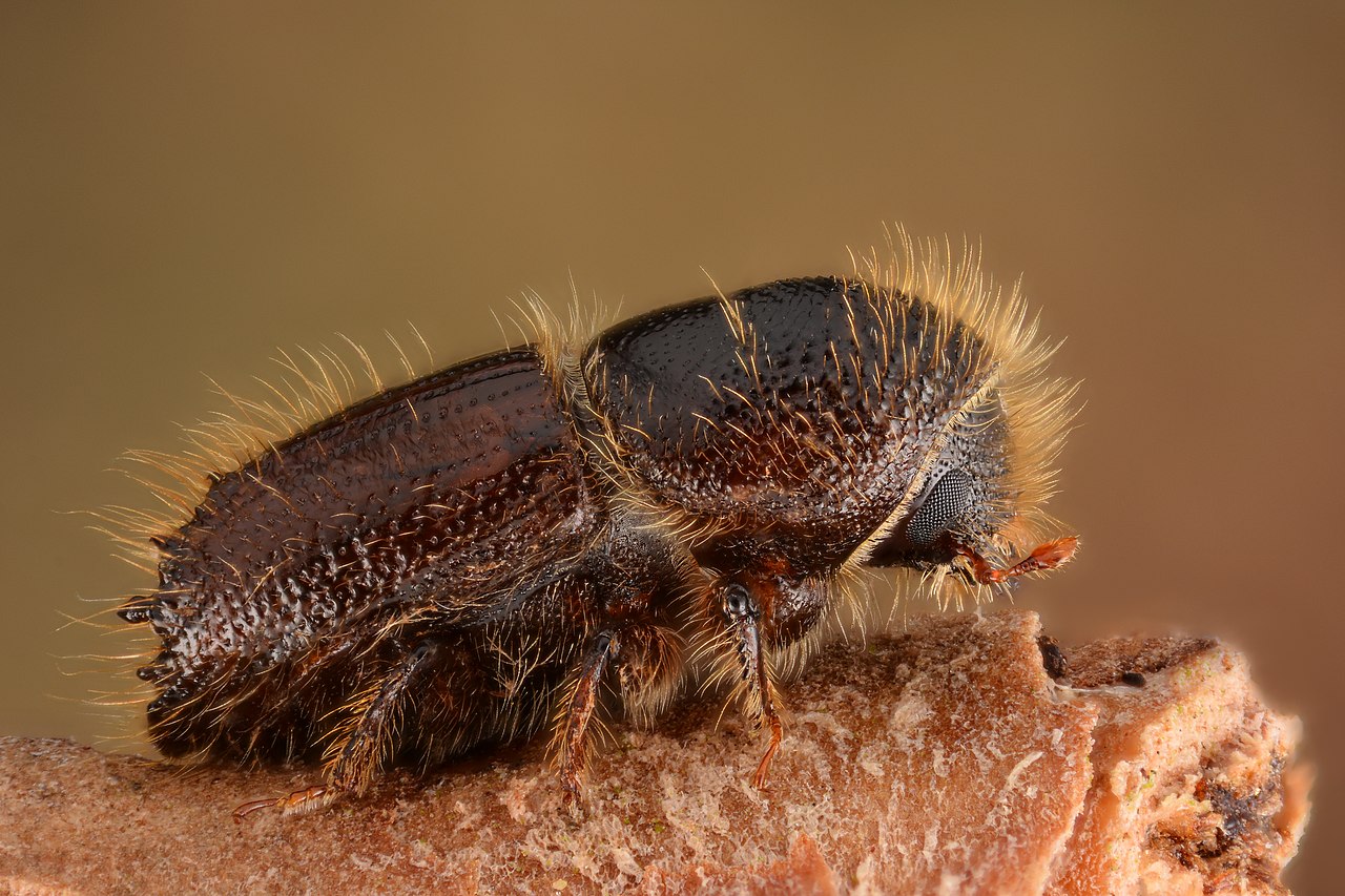 Flashcard : Quelle est la méthode préventive principale pour limiter les attaques de scolytes dans un peuplement forestier? — afficher la réponse