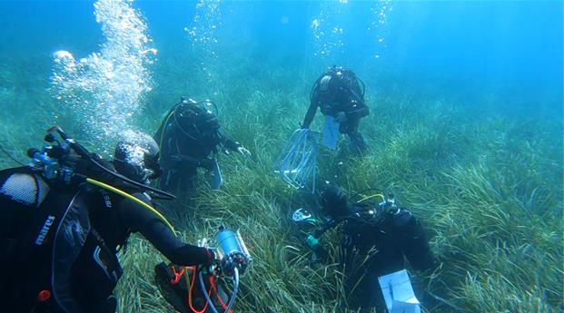 QCM : Parmi les pratiques suivantes, laquelle est la plus efficace pour réduire l'impact environnemental d'une ferme aquacole côtière sur les herbiers de posidonie? — afficher la réponse