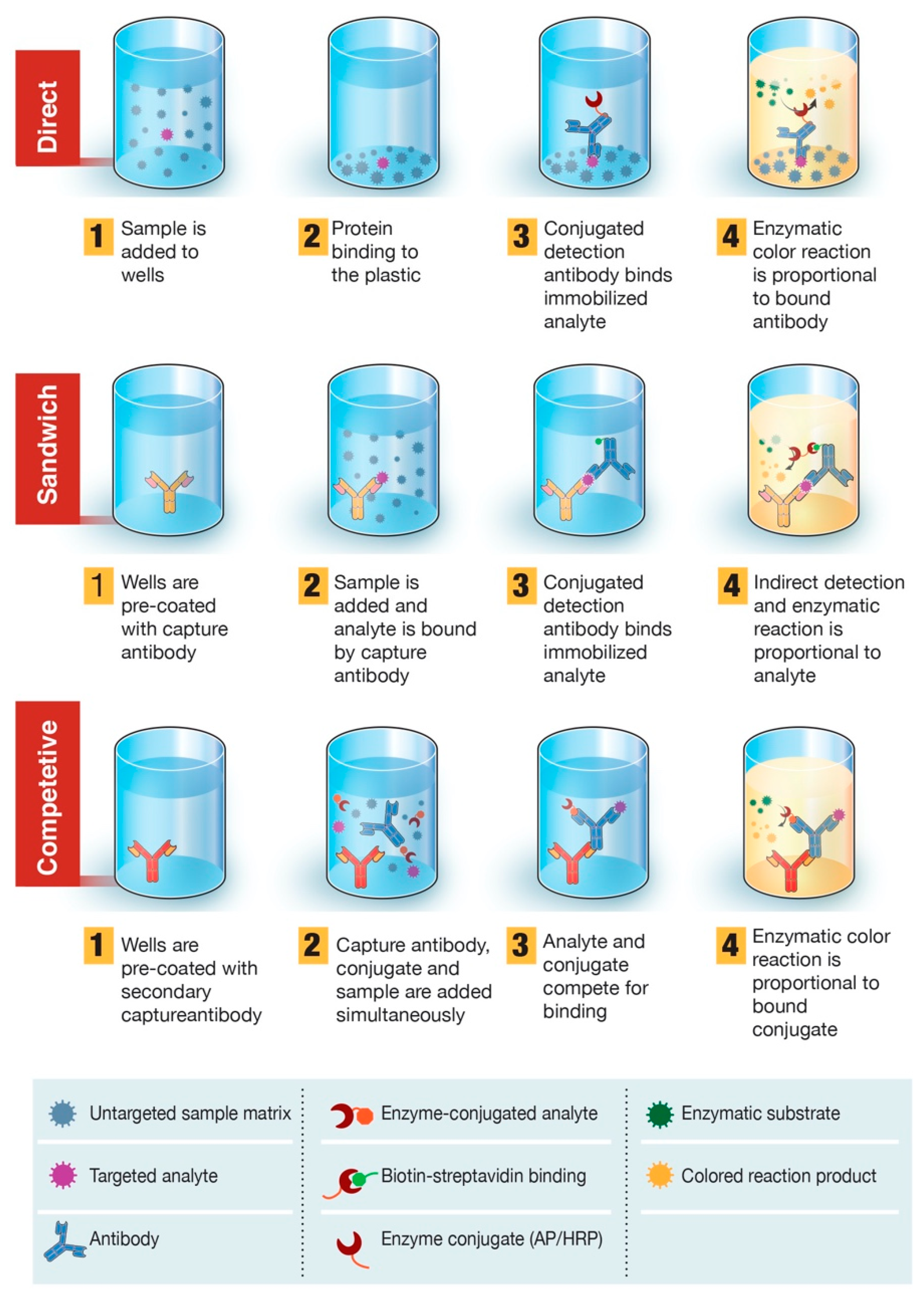 Vrai / Faux : Dans un protocole ELISA sandwich, l'anticorps primaire est utilisé comme anticorps de capture pour immobiliser l'antigène. — afficher la réponse