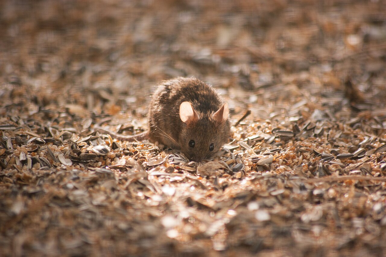 Flashcard : Quelle est la surface minimale de cage requise pour héberger 1 à 5 souris en animalerie, selon les normes de bien-être animal? — afficher la réponse
