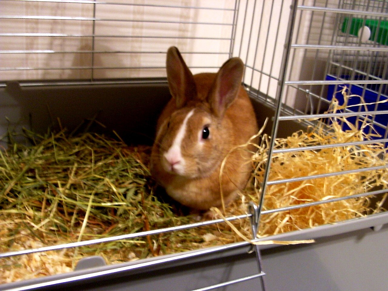 Vrai / Faux : Un lapin adulte en animalerie peut être hébergé dans une cage de 0,3 m² si la hauteur minimale de 40 cm est respectée. — afficher la réponse