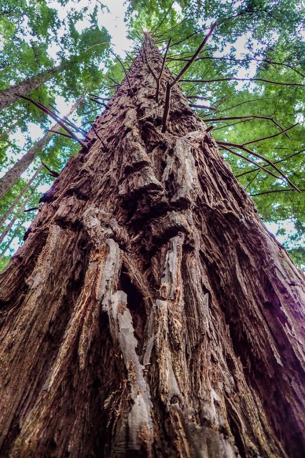 Vrai / Faux : Un parc national est un exemple de bien public car sa fréquentation par un visiteur supplémentaire n'en réduit pas la qualité pour les autres. — afficher la réponse